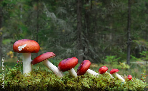 Group of mushrooms (Russula emetica) growing in moss (Ptilium crista-castrensis)against the background of a coniferous forest, Belarus photo