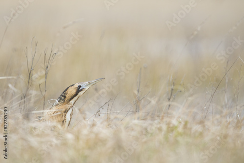 Eurasian bittern (Botaurus stellaris), head and shoulders above the reeds, National Park Lake Neusiedl, Burgenland, Austria, Europe photo