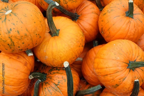 pumpkins to be picked