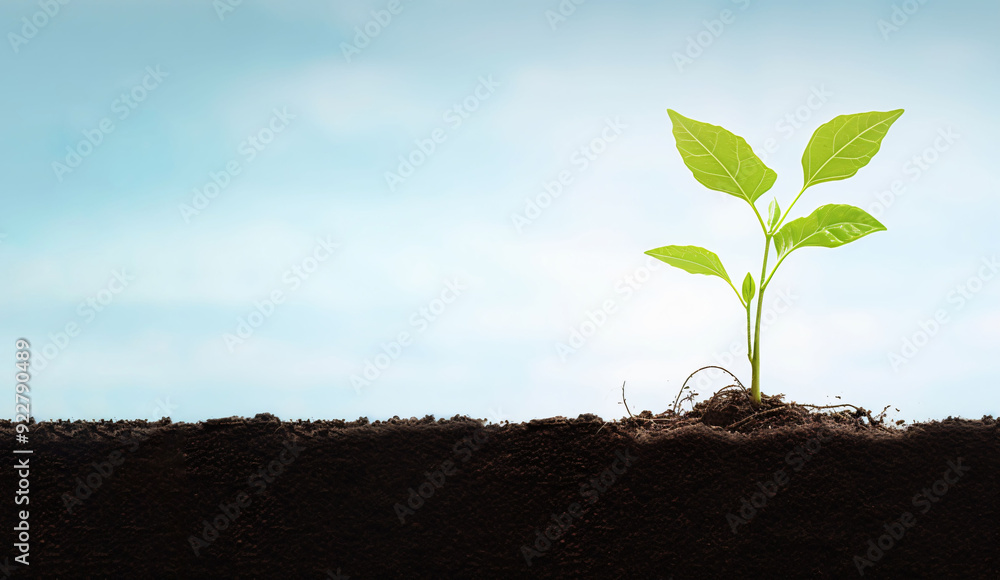 A single plant is sprouting from rich soil with roots A single plant is sprouting from rich soil with roots