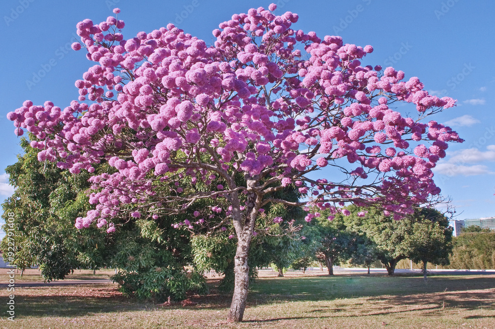 Ipe Roxo Tree, Tabebuia Impetiginosa, or Pink Lapacho, or Purple Trumpet Tree. Its Bark is extracted to treat a flue and helps lower blood sugar levels. Brasilia, Brazil, 2018
Ipe Roxo Tree, Tabebuia Impetiginosa, or Pink Lapacho, or Purple Trumpet Tree. Its Bark is extracted to treat a flue and helps lower blood sugar levels. Brasilia, Brazil, 2018