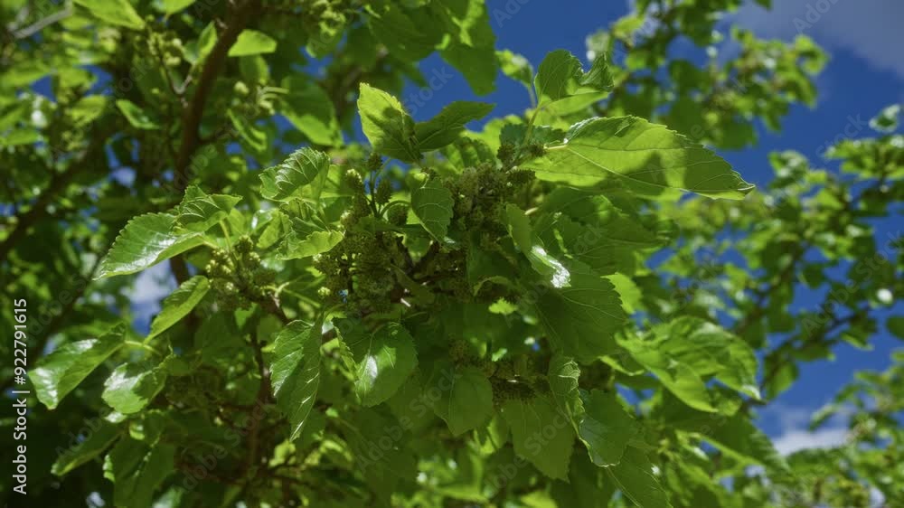 Close-up shot of vibrant green morus alba leaves and young fruit set against a clear blue sky in puglia, italy. Close-up shot of vibrant green morus alba leaves and young fruit set against a clear blue sky in puglia, italy.