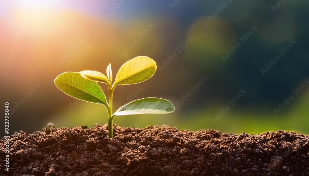 Tiny sprout with tender leaves just beginning to open, set against a rich, earthy foreground.