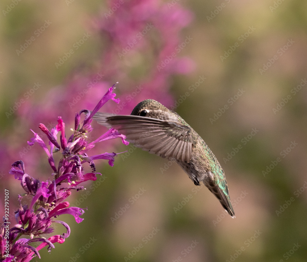 hummingbird on flower