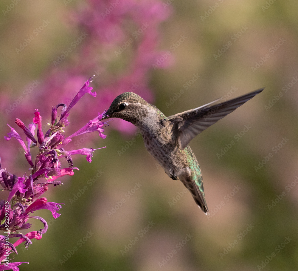 hummingbird on flower