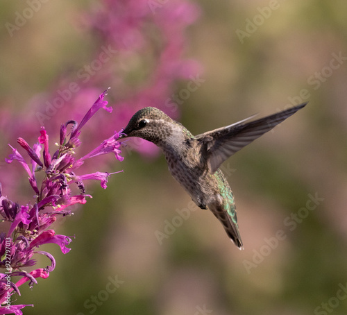Obraz na płótnie hummingbird on flower w salonie