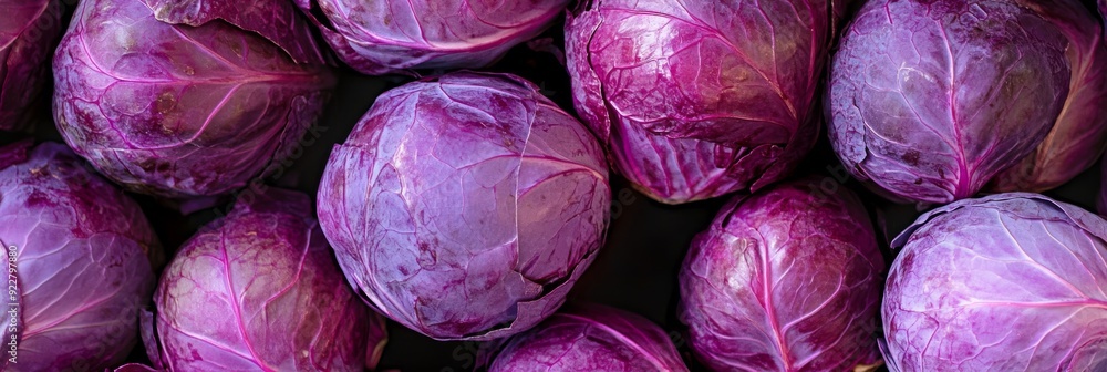 Vibrant and fresh purple cabbages are perfectly ready for delicious dishes and nutritious healthy recipes Vibrant and fresh purple cabbages are perfectly ready for delicious dishes and nutritious healthy recipes