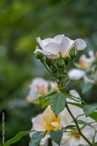 Rose (Rosa sp.) mit Regentropfen photo