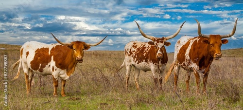 Texas longhorn cattle in range land on the Oklahoma panhandle, about 50 miles west of Woodward.