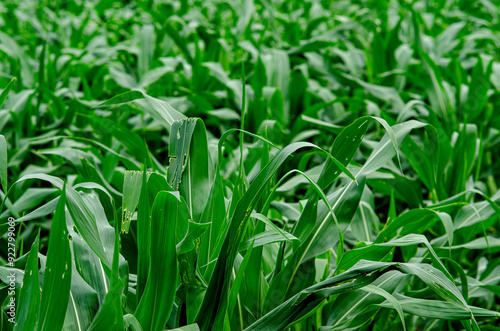 Obraz na plátně maiz, siembra, arboles de maiz, plantas, plantacion, verde, plantio de maiz, pas