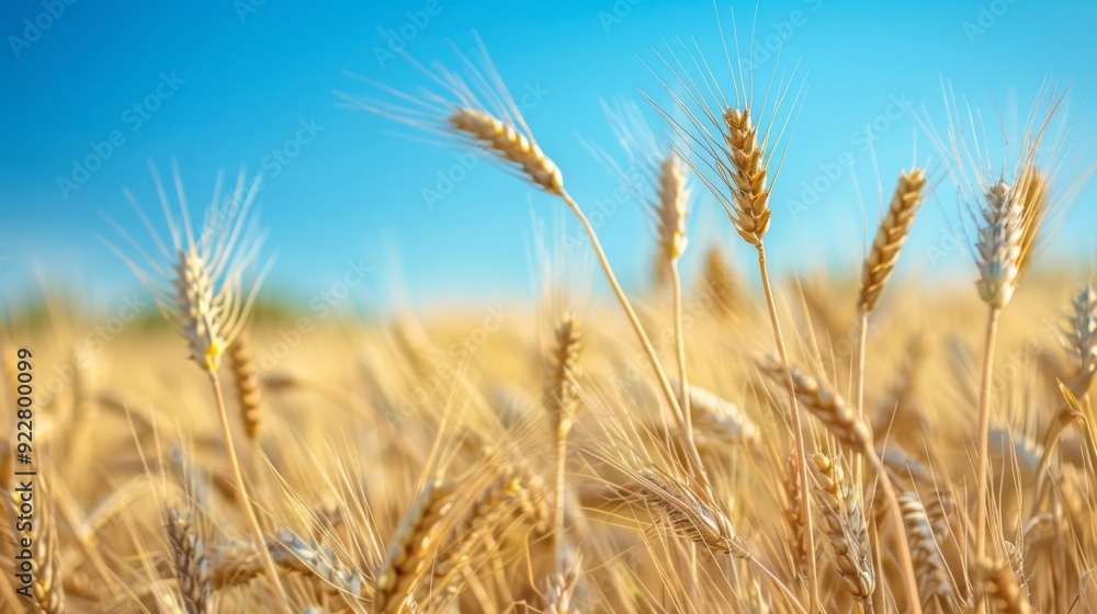 A golden field of wheat swaying gently in the breeze under a clear blue sky, symbolizing abundance and nature's bounty. A golden field of wheat swaying gently in the breeze under a clear blue sky, symbolizing abundance and nature's bounty.