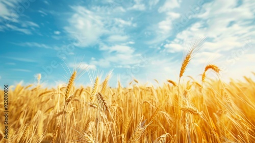 A golden field of wheat swaying gently in the breeze under a clear blue sky, symbolizing abundance and nature's bounty.