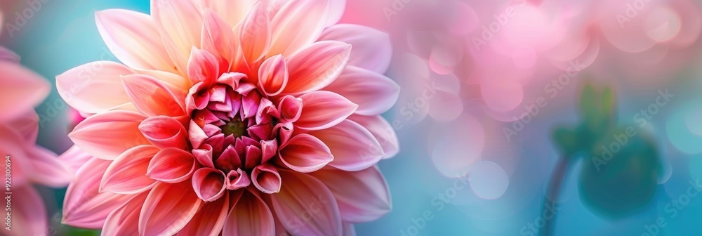 Lovely Pink Dahlia Flower Bloom