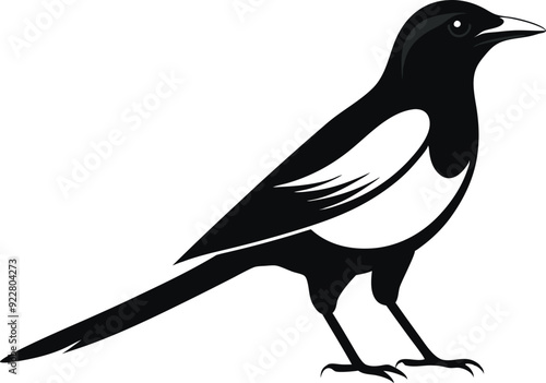 magpie silhouette vector art illustration 