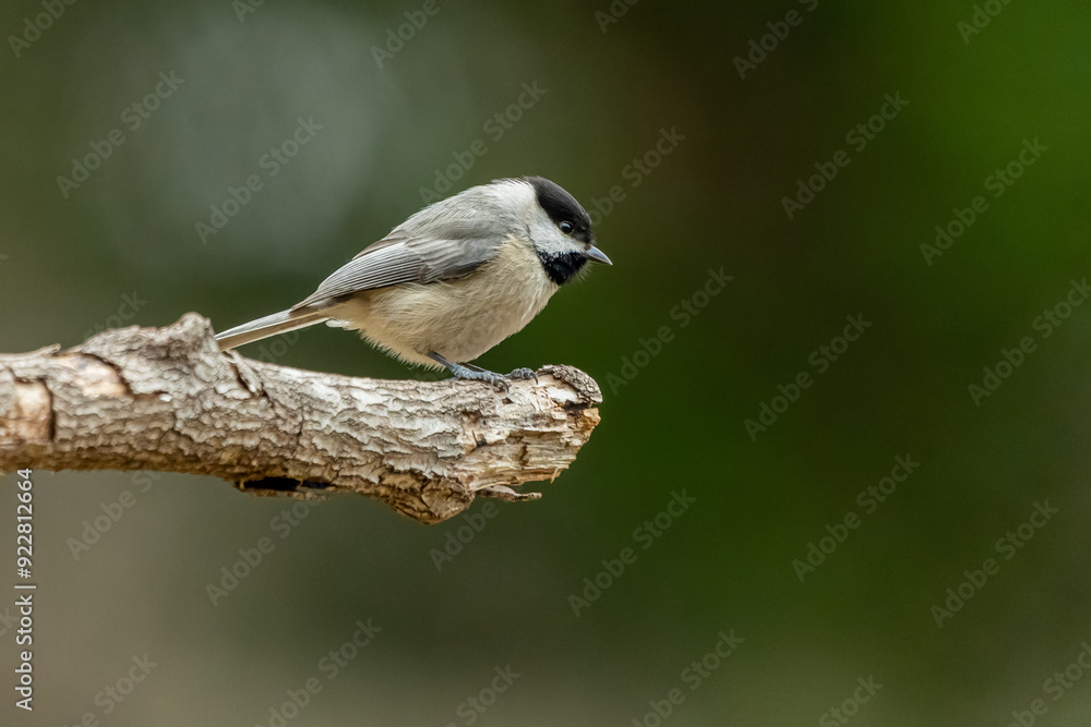 Obraz premium Carolina Chickadee perched on a tree branch