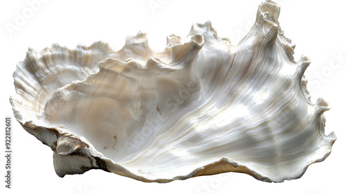 Cymbiola Nobilis shell displayed on a white background photo