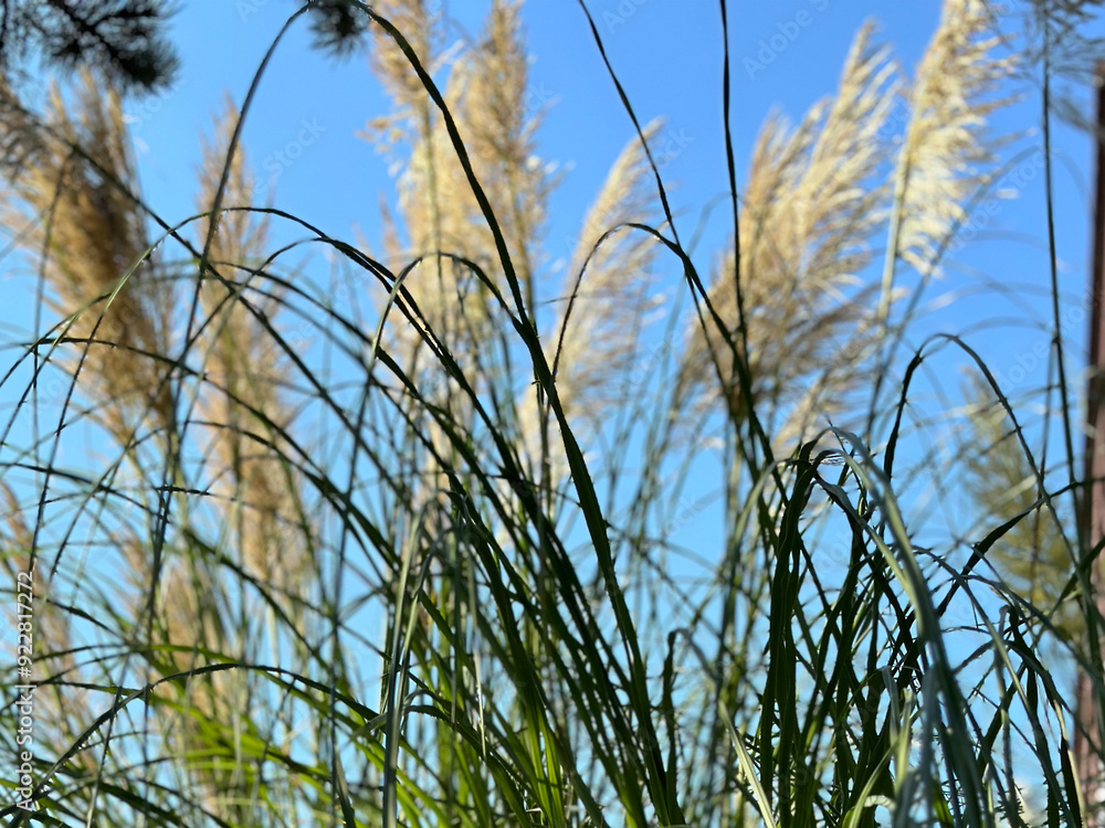 Obraz premium Pampas grass in bloom on the coast of Oregon against a bright blue sky. 