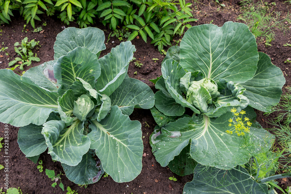 growing cabbage in a vegetable garden growing cabbage in a vegetable garden