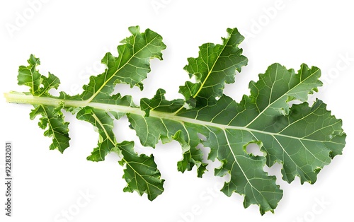 Fresh Kale leaves isolated on white background.