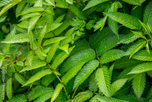 Green leaves of roseleaf bramble bush close-up. Exotic plants. Green leaves background.

