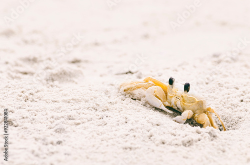 Ghost crab leaving its burrow photo