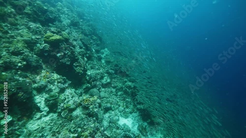 Sardines school swims above rocky bottom in clear ocean