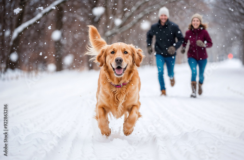 Happy golden retriever dog running on snow in the winter with family
