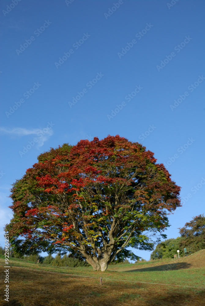 Naklejka premium giant maple tree with colorful leaves / 紅葉 色付き始めの大カエデの木 - 全景