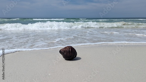 seashell on the beach