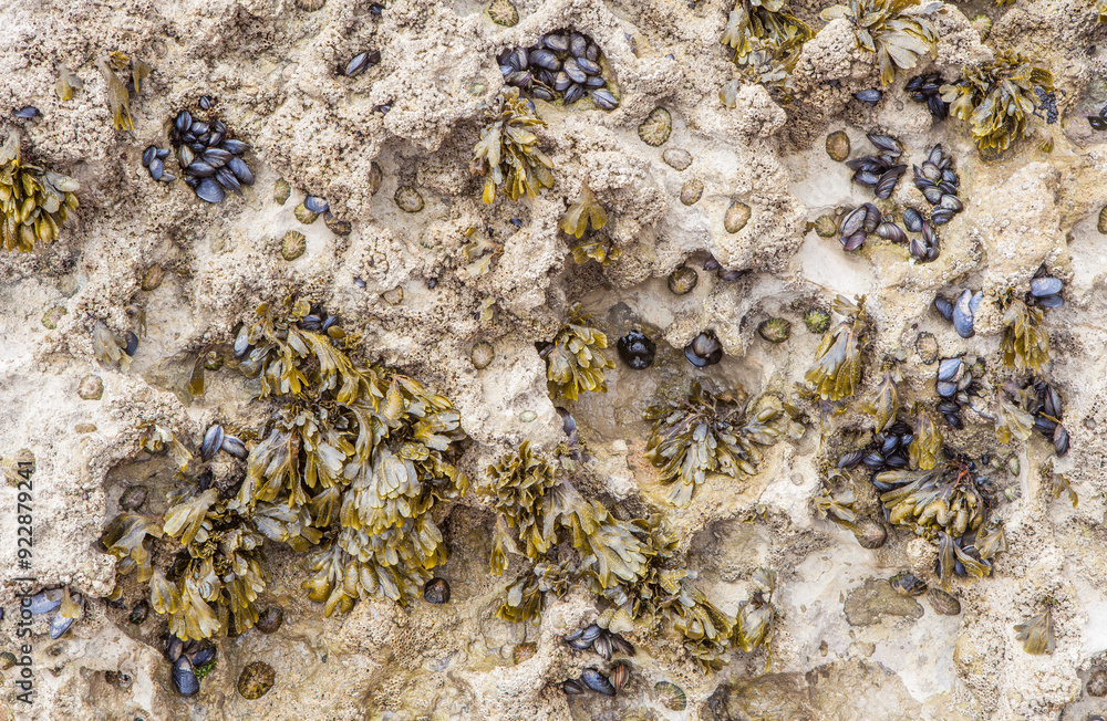 Bladderwrack seaweed or Fucus vesiculosus Bladderwrack seaweed or Fucus vesiculosus