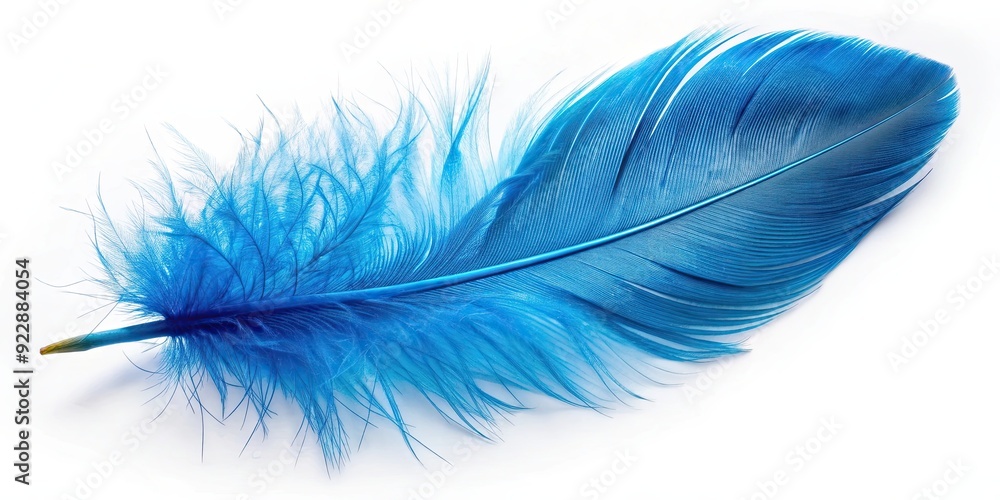 Blue bird feather isolated on background, blue, bird, feather, isolated,background, natural, wildlife, delicate, soft, texture Blue bird feather isolated on background, blue, bird, feather, isolated,background, natural, wildlife, delicate, soft, texture