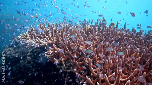 Coral Reef fish schooling above healthy reef system in the Pacific Ocean - Observing Marine biodiversity while Scuba diving in Fiji