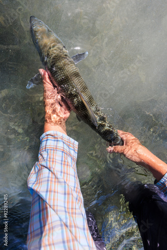 A bonefish caught while fly fishing in Belize 