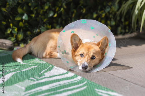 Bild auf Leinwand Adorable Pembroke Welsh Corgi puppy laying outside wearing the cone of shame aft