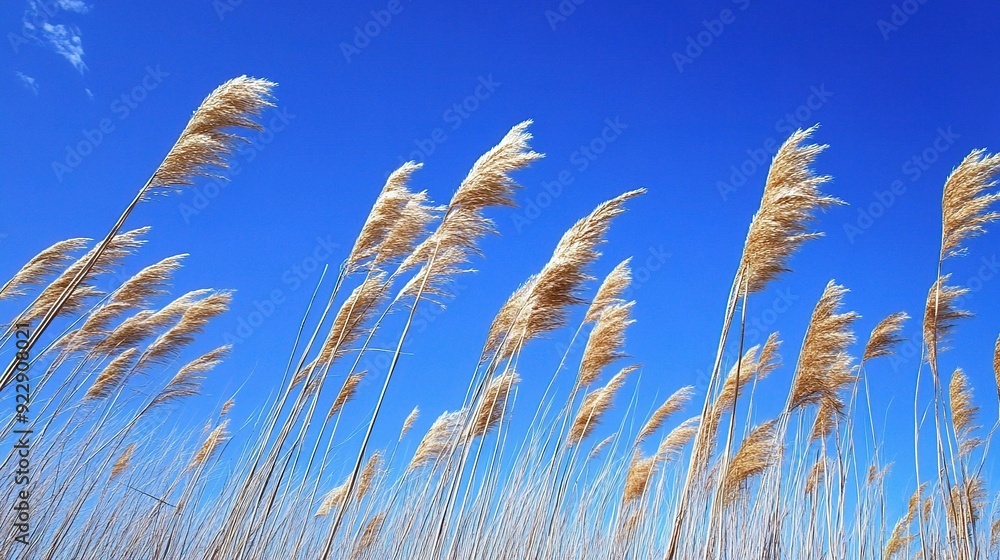 Golden Whispers on Azure: Tall grasses sway rhythmically against a vibrant blue sky, painting a serene picture of nature's gentle dance. Golden Whispers on Azure: Tall grasses sway rhythmically against a vibrant blue sky, painting a serene picture of nature's gentle dance.