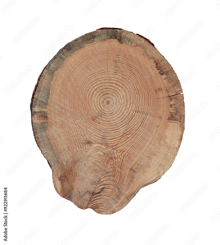 Slice Stump of Tree with Annual Rings. Isolated. File with Clipping Path. Slice Stump of Tree with Annual Rings. Isolated. File with Clipping Path.