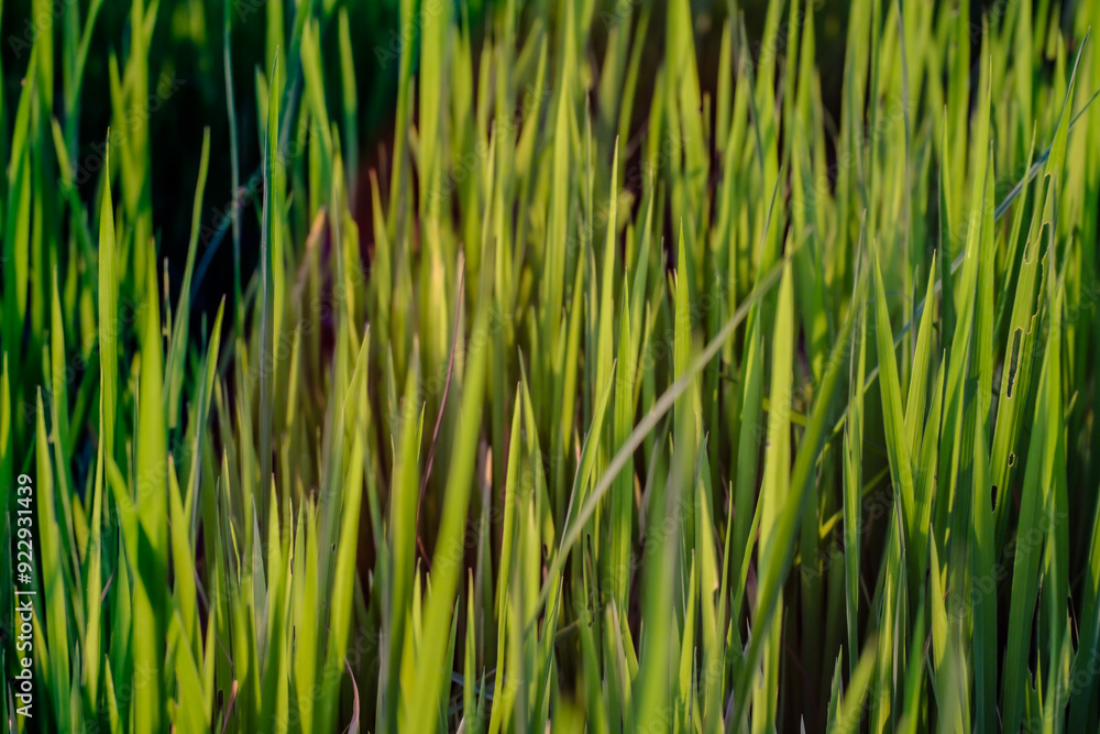 Rice fields waiting to be harvested Rice fields waiting to be harvested