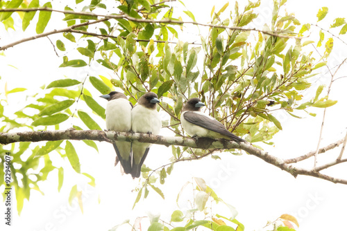 The ivory-backed woodswallow (Artamus monachus) is a species of bird in the family Artamidae. It is endemic to Sulawesi, Indonesia. photo