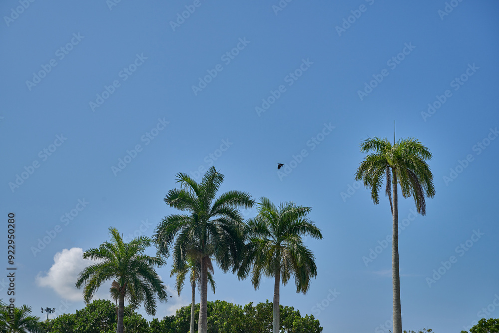 Five towering Pinang trees stand tall against a clear blue sky Five towering Pinang trees stand tall against a clear blue sky