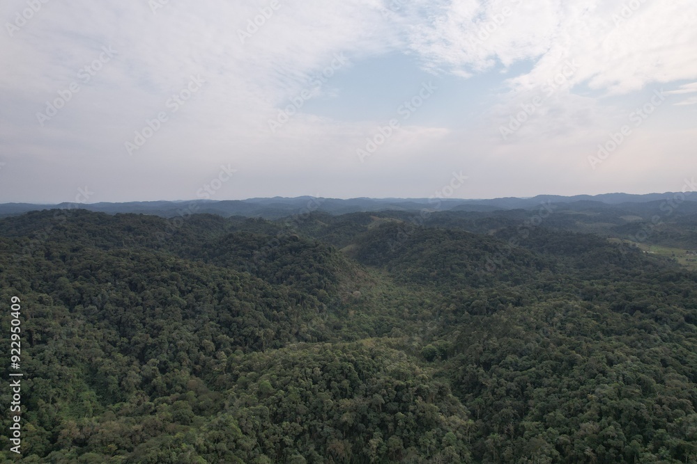 Atlantic Forest, or Mata Atlantica, on south of Sao Paulo, Brazil Atlantic Forest, or Mata Atlantica, on south of Sao Paulo, Brazil