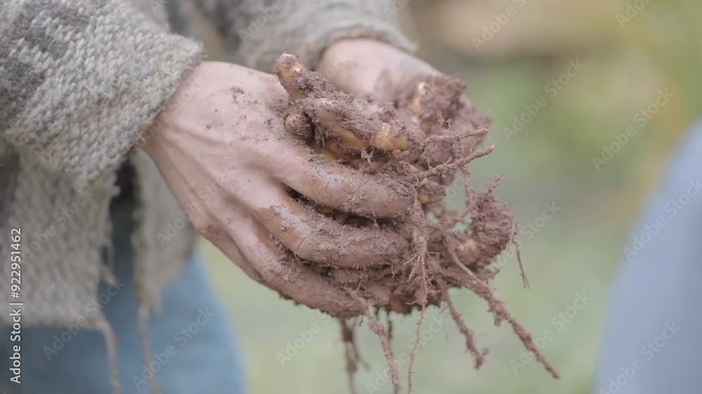 Detailed focused scene of hands of local male farmer wearing grey sweater and blue jeans while he carefully removes dirt from a turmeric root. Shot on 1080p at 100 fps. Detailed focused scene of hands of local male farmer wearing grey sweater and blue jeans while he carefully removes dirt from a turmeric root. Shot on 1080p at 100 fps.