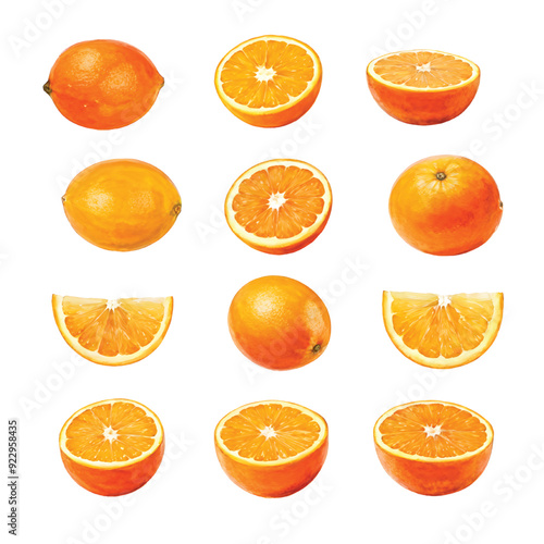 Orange Fruit Watercolor Set. Fresh summer fruit, citrus mandarin fruit, orange fruit slice isolated on white background.