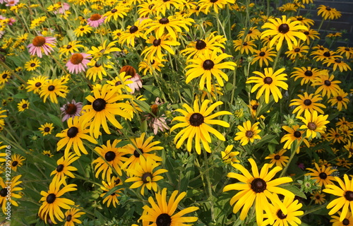 A Field of Pink and Yellow Coneflowers