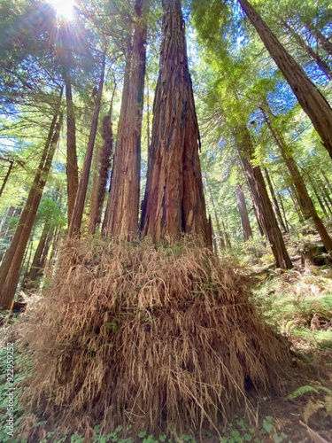 trees in the forest Muir Woods Marin Bay Area Northern California San Francisco photo