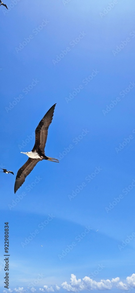 Closeup of a pelican bird in flight. Blue sky in the background. Closeup of a pelican bird in flight. Blue sky in the background.