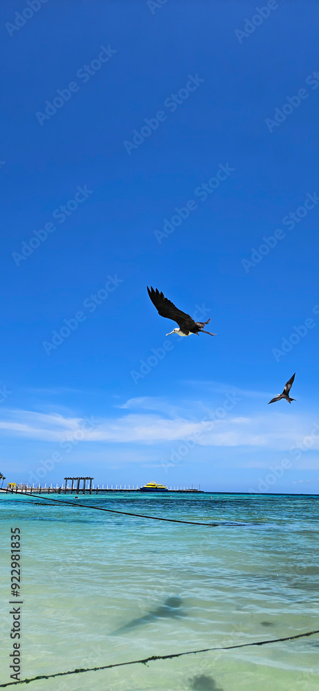 Pelicans flying over the sea. Clear water and blue sky. Location: Riviera Maya, Mexico Pelicans flying over the sea. Clear water and blue sky. Location: Riviera Maya, Mexico
