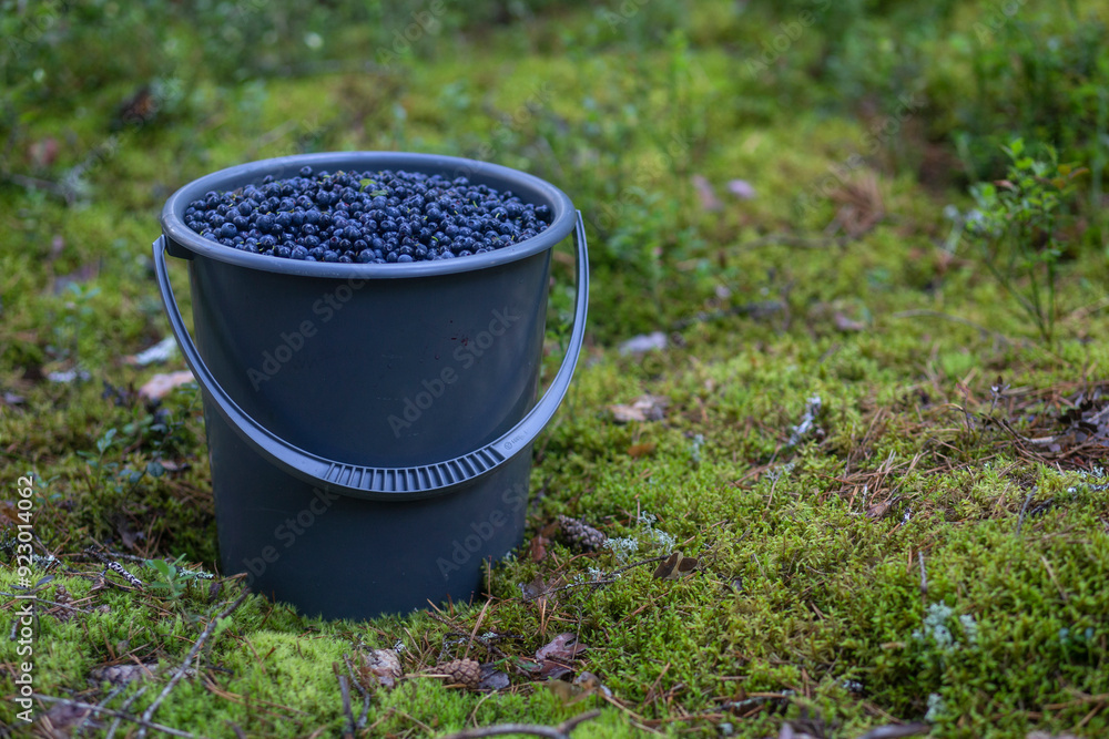 picked blueberries in a bucket in the forest picked blueberries in a bucket in the forest