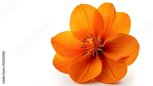 A Globe-flower orange flower isolated on white background