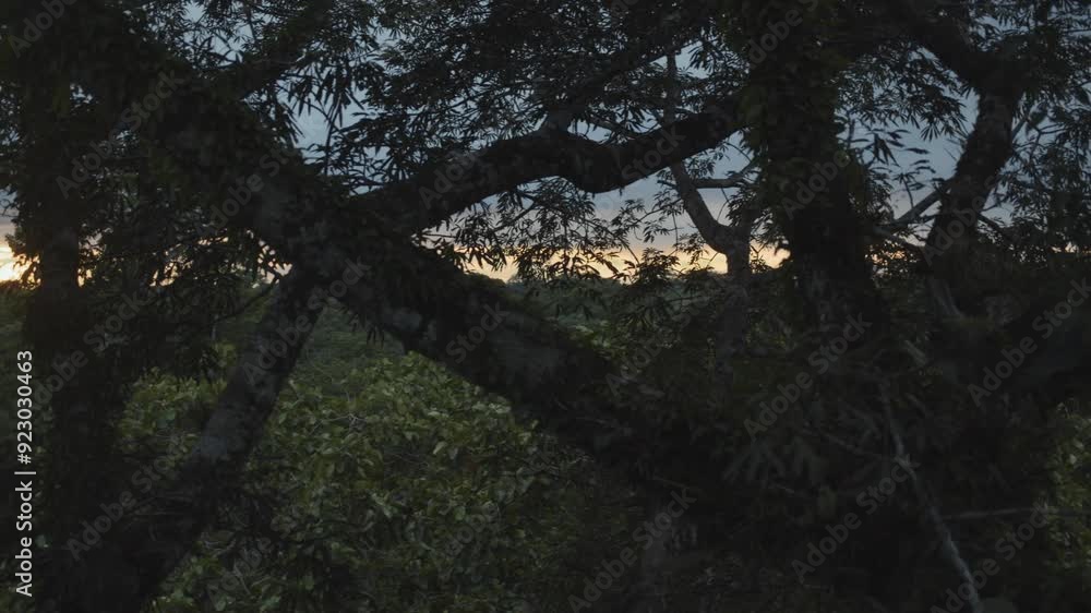 Looking at the sun go down through the branches of a tree high up in the amazon rainforest jungle. Looking at the sun go down through the branches of a tree high up in the amazon rainforest jungle.