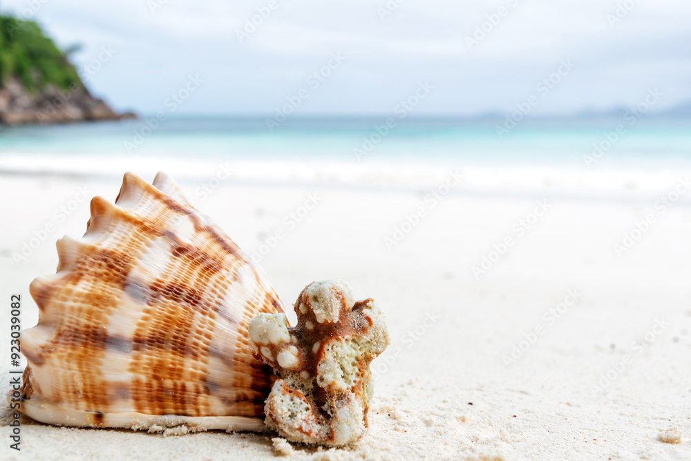 A large seashell with intricate patterns rests on a pristine white sand beach, with a piece of coral beside it. Tropical nature backgrounds